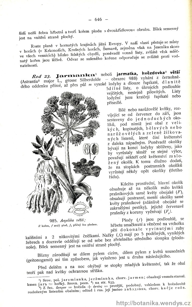 Názorná květena zemí koruny české, svazek 2, strana 646