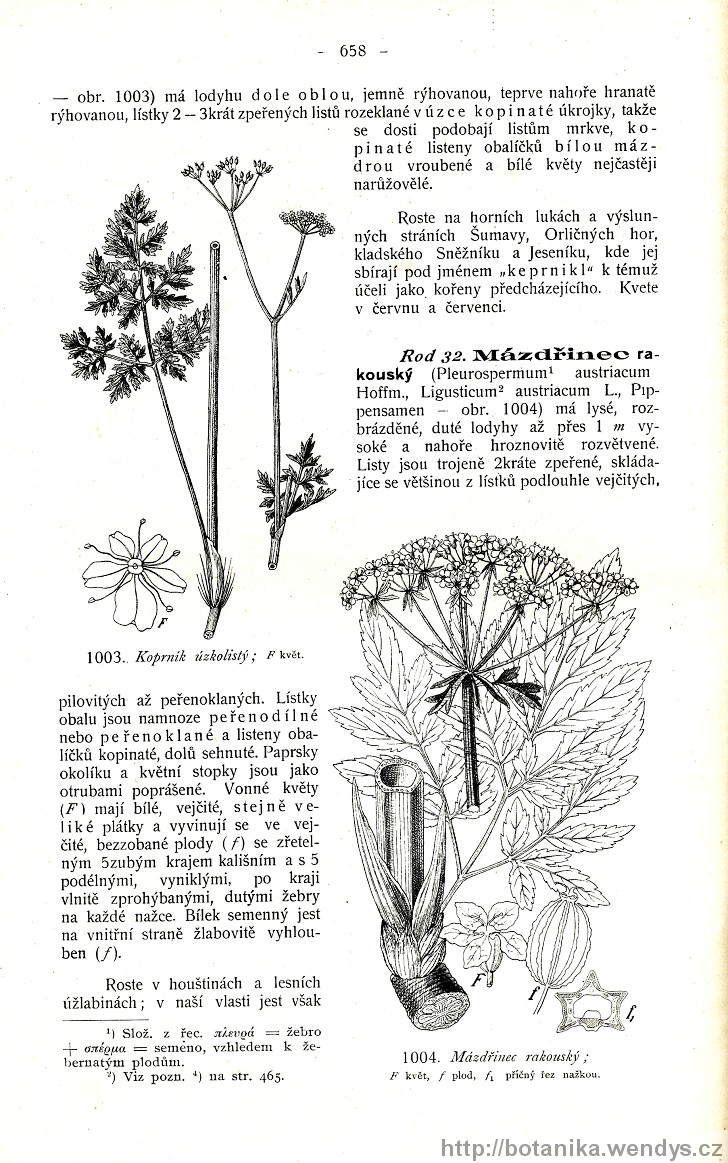 Názorná květena zemí koruny české, svazek 2, strana 658