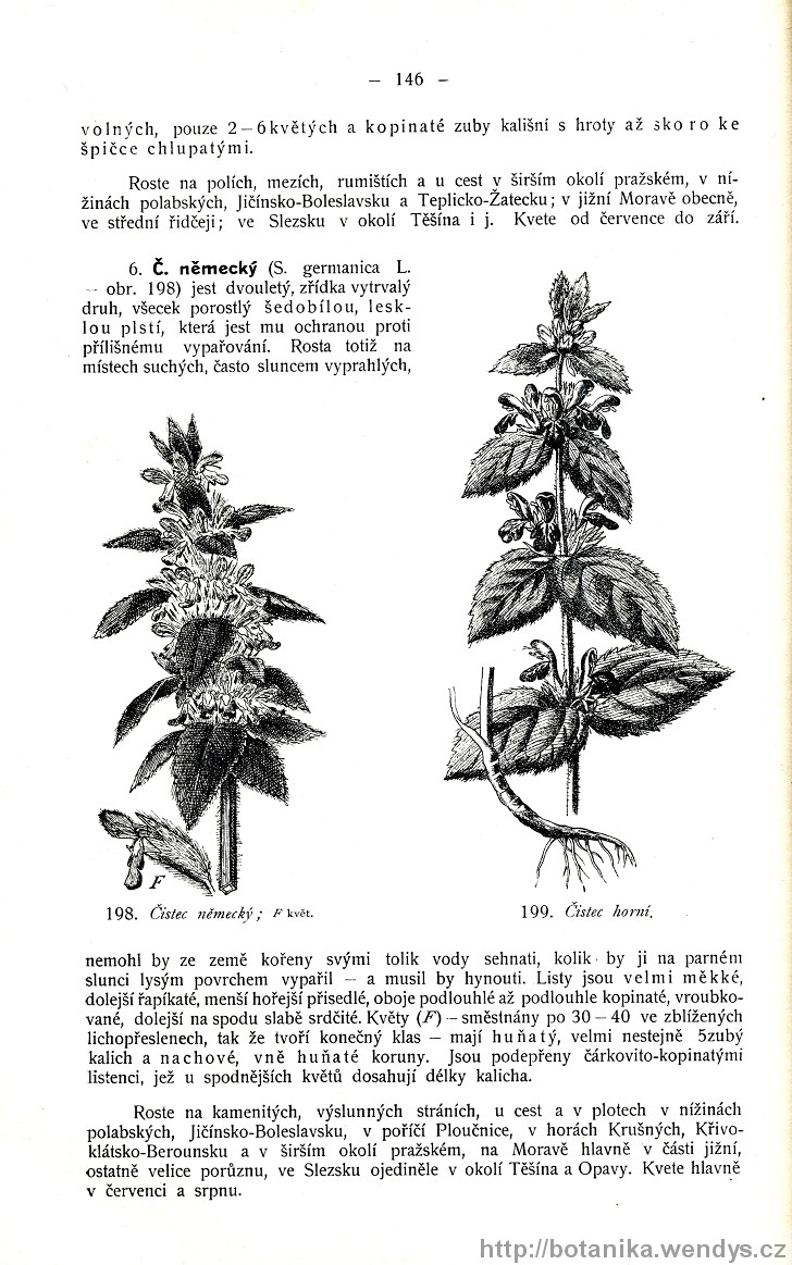 Názorná květena zemí koruny české, svazek 3, strana 146