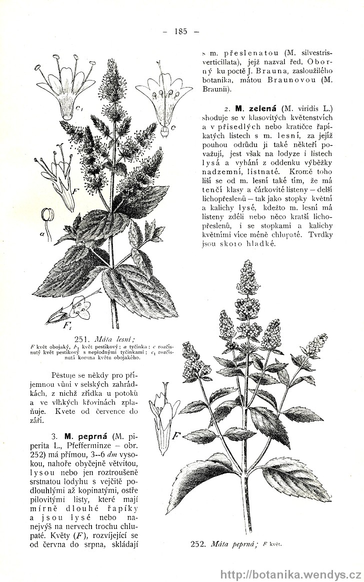 Názorná květena zemí koruny české, svazek 3, strana 185