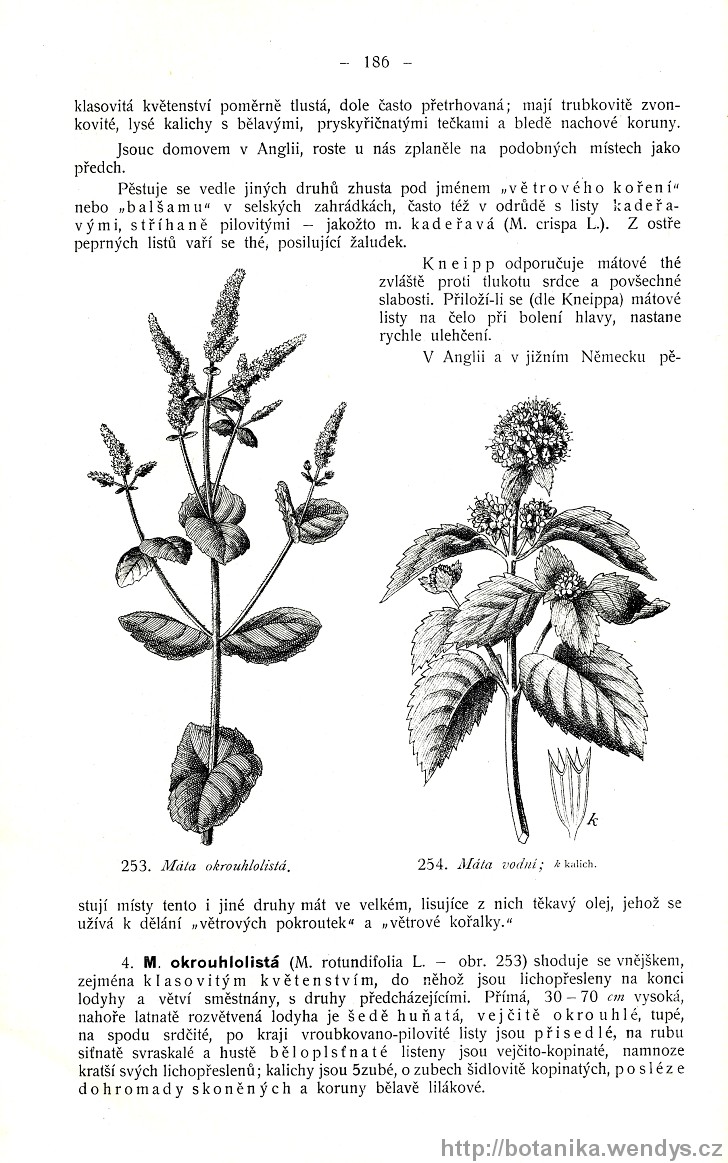 Názorná květena zemí koruny české, svazek 3, strana 186