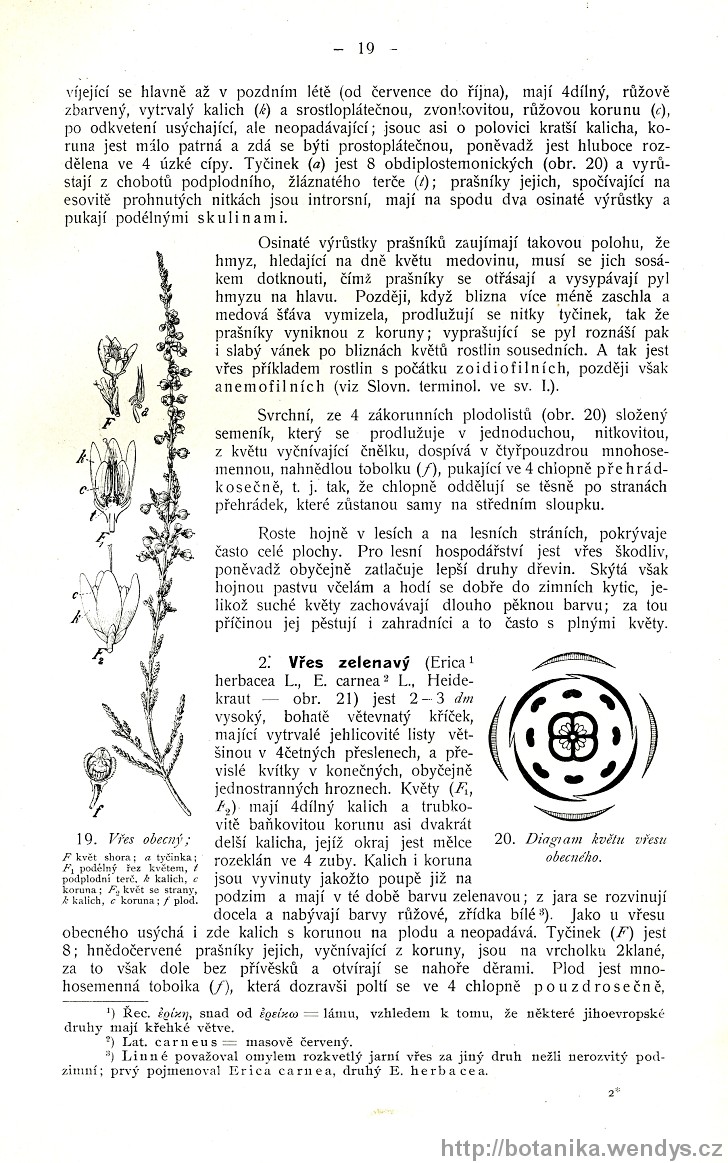 Názorná květena zemí koruny české, svazek 3, strana 19