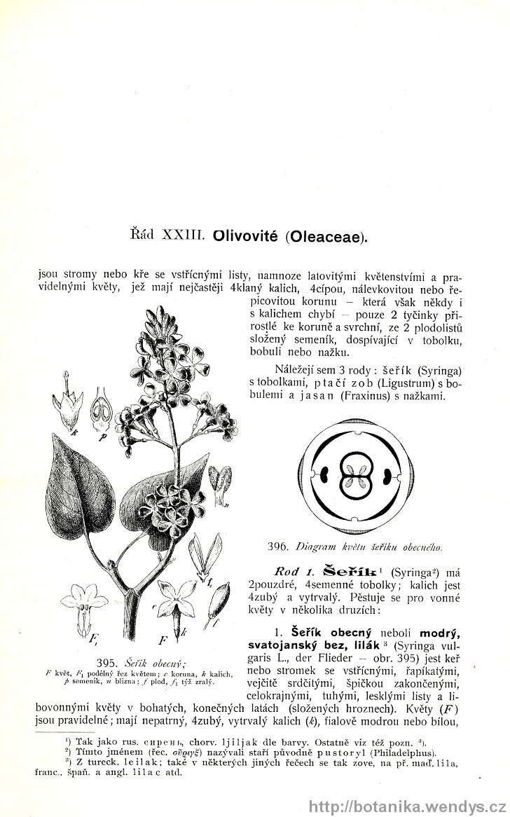 Názorná květena zemí koruny české, svazek 3, strana 293