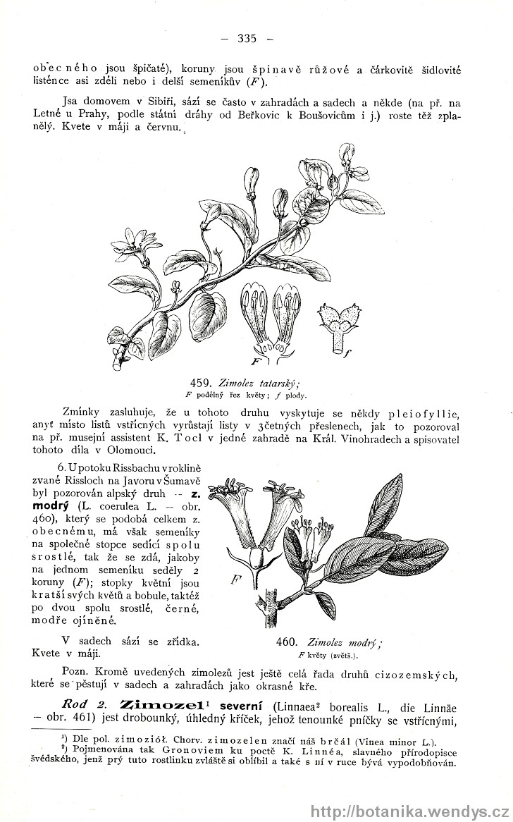 Názorná květena zemí koruny české, svazek 3, strana 335