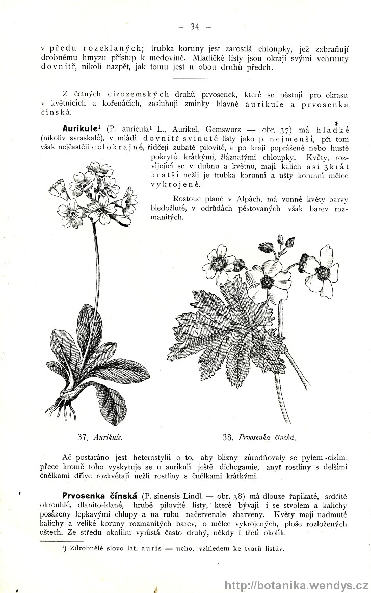Názorná květena zemí koruny české, svazek 3, strana 34