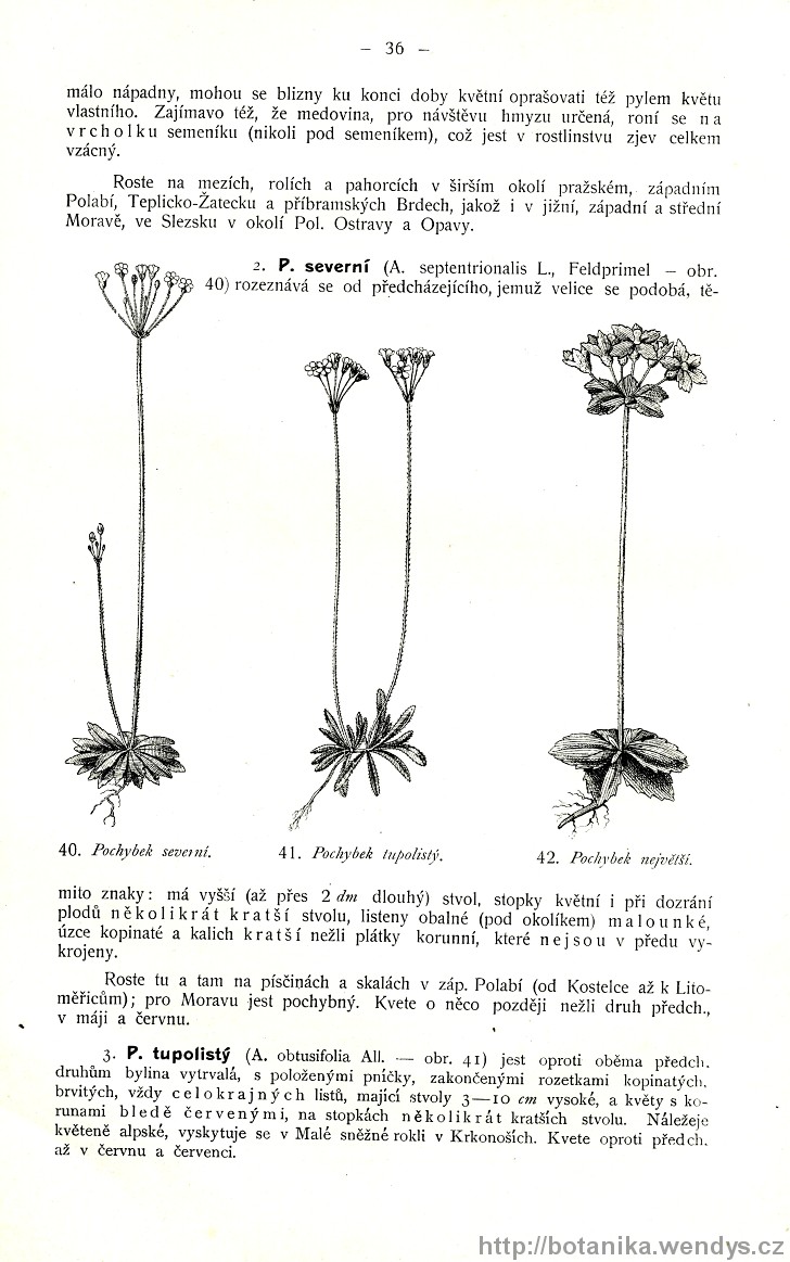 Názorná květena zemí koruny české, svazek 3, strana 36