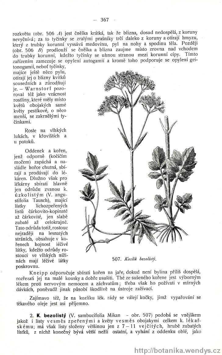 Názorná květena zemí koruny české, svazek 3, strana 367