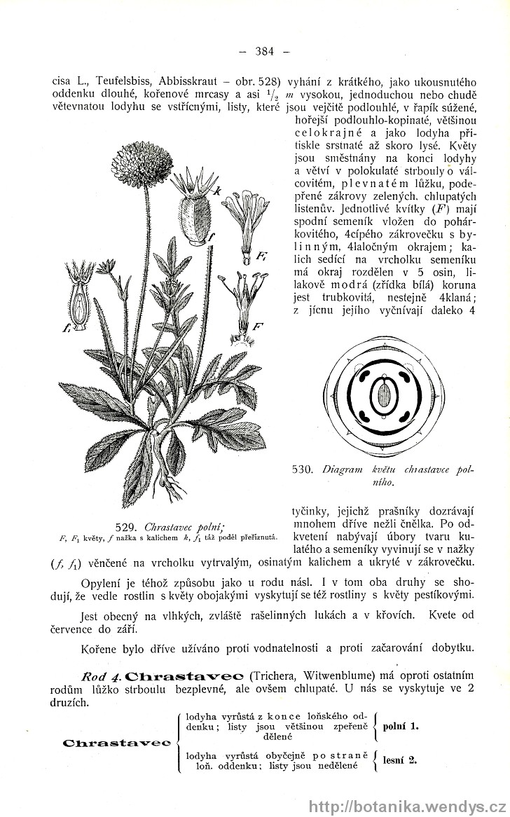 Názorná květena zemí koruny české, svazek 3, strana 384