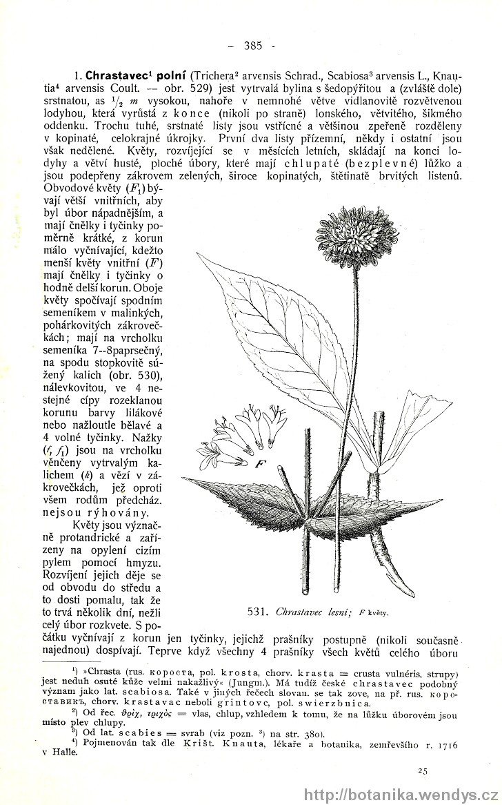 Názorná květena zemí koruny české, svazek 3, strana 385