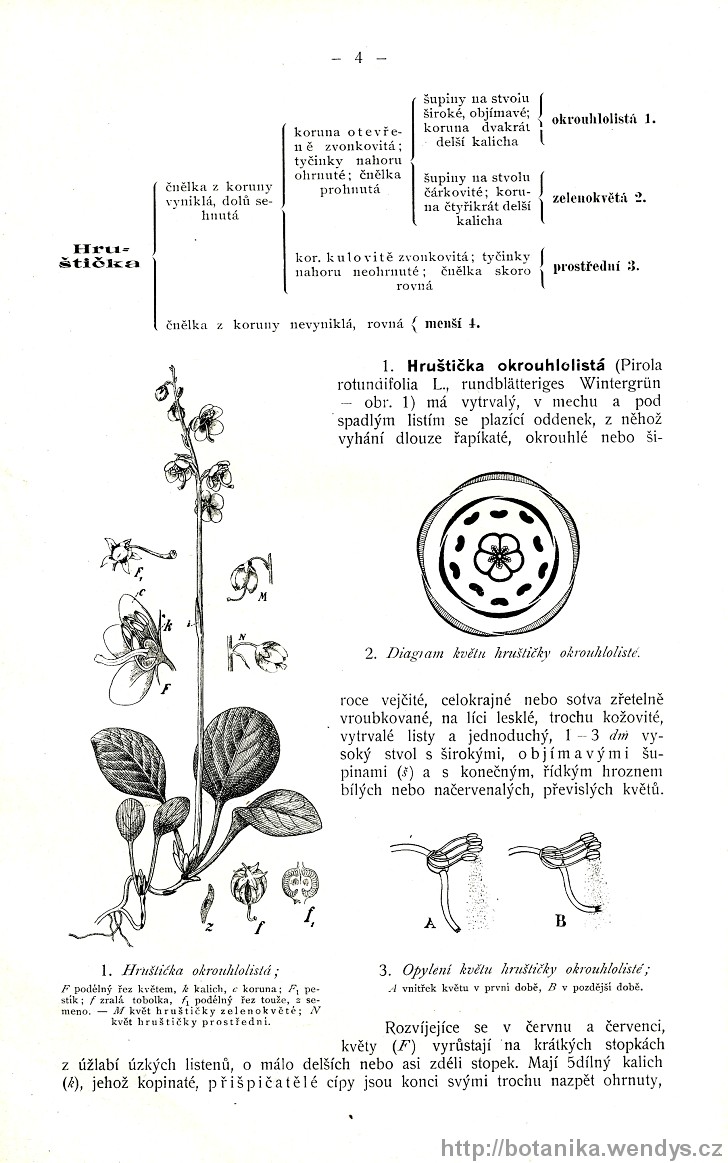 Názorná květena zemí koruny české, svazek 3, strana 4