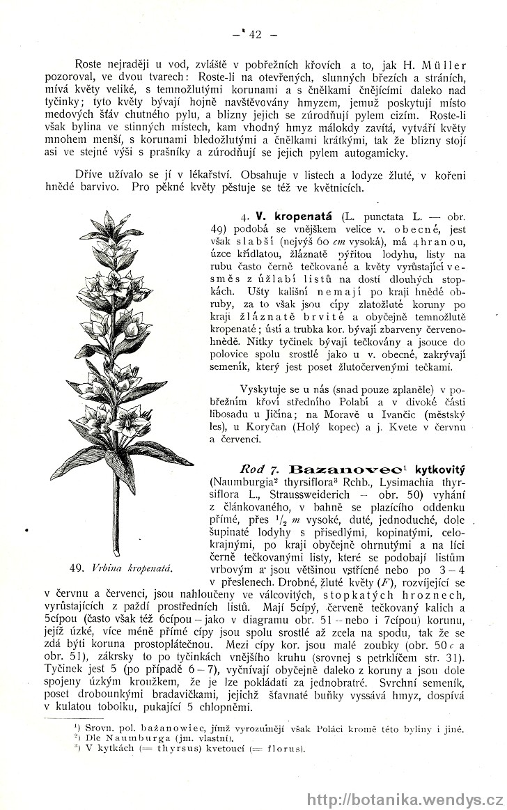 Názorná květena zemí koruny české, svazek 3, strana 42
