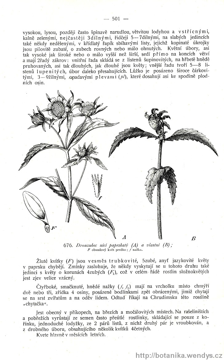 Názorná květena zemí koruny české, svazek 3, strana 501