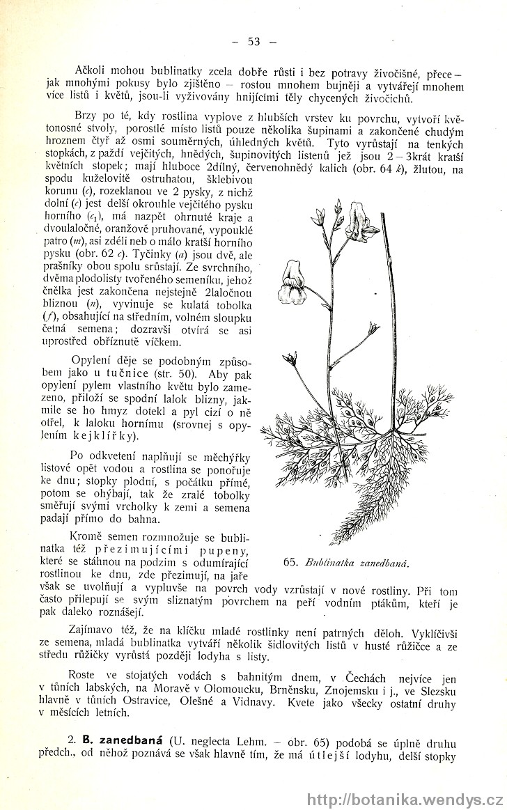 Názorná květena zemí koruny české, svazek 3, strana 53