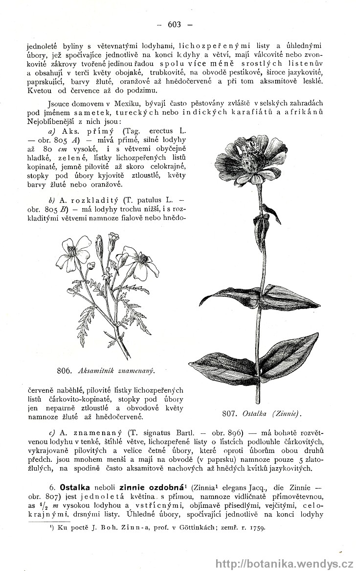 Názorná květena zemí koruny české, svazek 3, strana 603