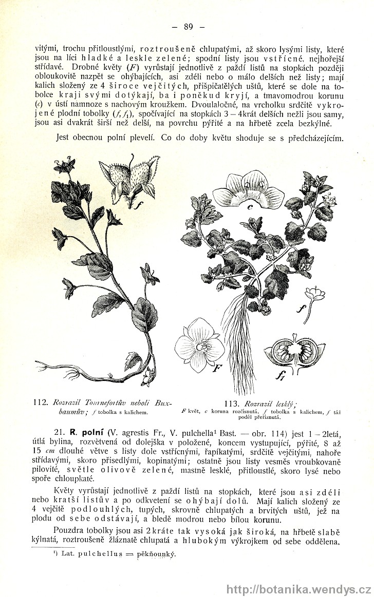Názorná květena zemí koruny české, svazek 3, strana 89