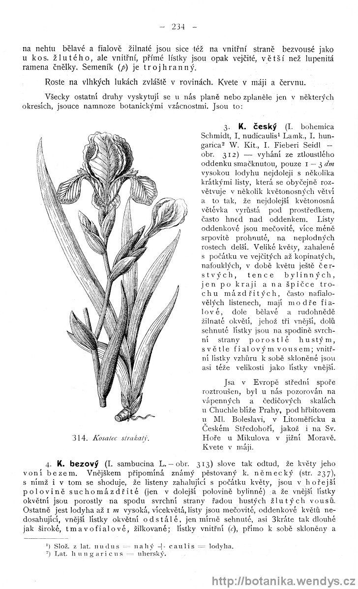 Názorná květena zemí koruny české, svazek 4, strana 234