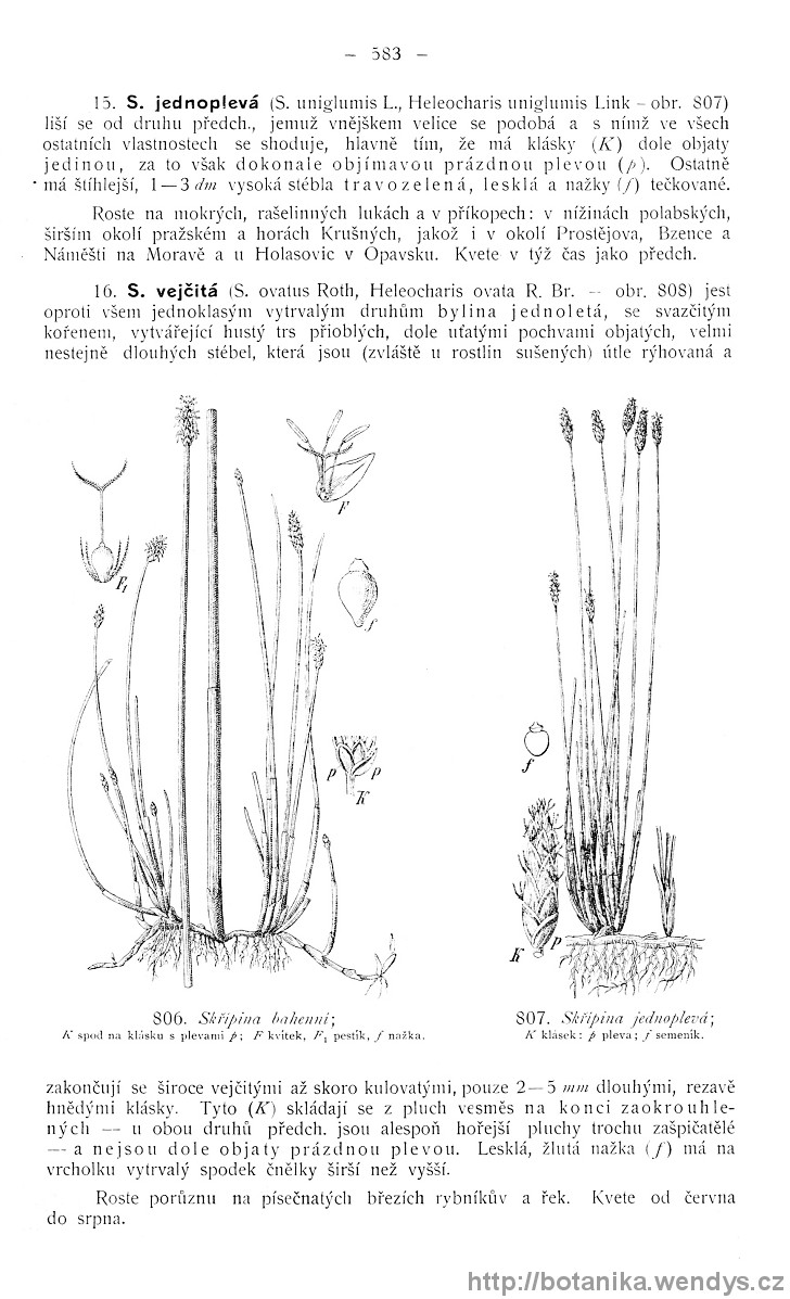 Názorná květena zemí koruny české, svazek 4, strana 583