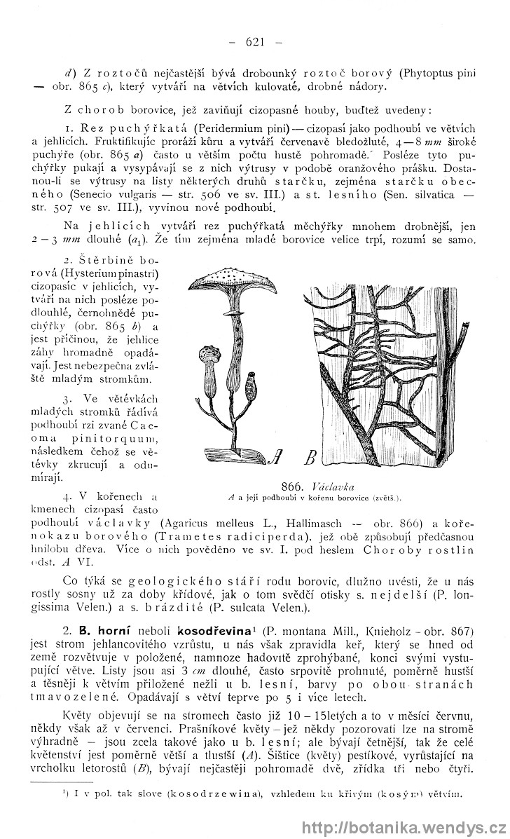 Názorná květena zemí koruny české, svazek 4, strana 621