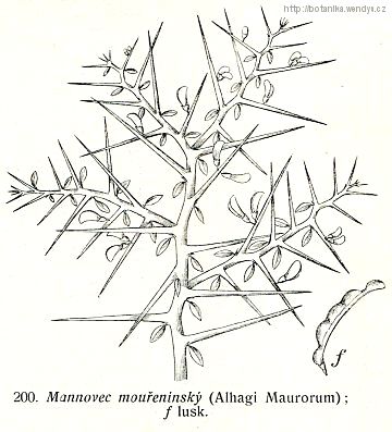 Mannovec mouřenínský - Alhagi maurorum