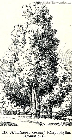 Hřebíčkovec vonný - Syzygium aromaticum