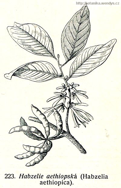 Habzelie etiopská - Xylopia aethiopica