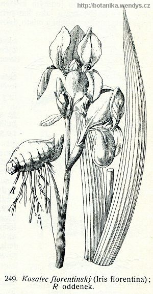 Kosatec florentský - Iris florentina