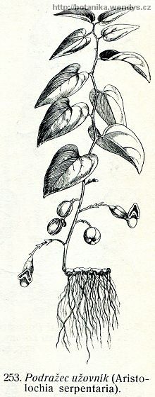 Podražec užovník - Aristolochia serpentaria