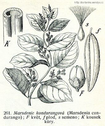 Marsdénie kondurangová - Marsdenia cundurango