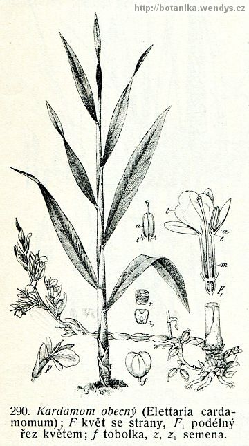 Kardamom pravý - Elettaria cardamomum