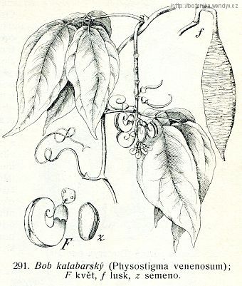 Puchýřnatec jedovatý - Physostigma venenosum