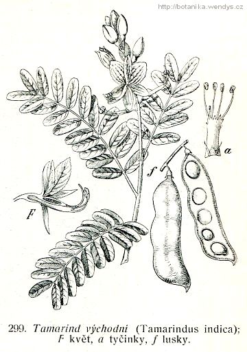 Tamarind indický - Tamarindus indica