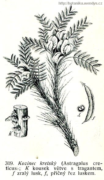 Kozinec krétský - Astragalus creticus