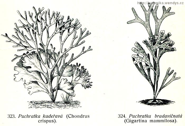 Puchratka kadeřavá - Chondrus crispus