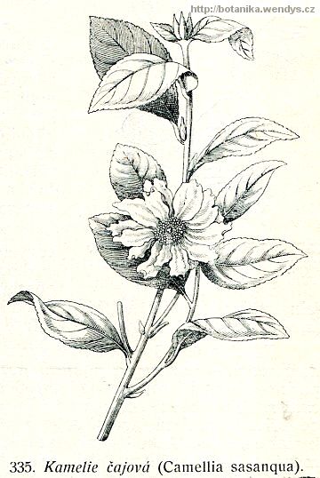 Kamélie čajová - Camellia sasanqua