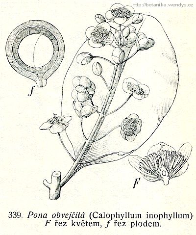 Domba - Calophyllum inophyllum