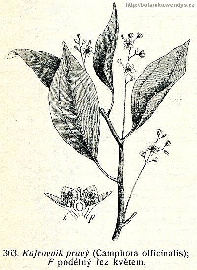 Kafrovník lékařský - Cinnamomum camphora