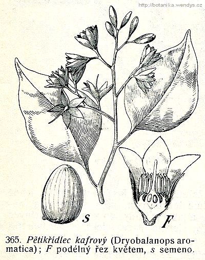 Pětikřídlec kafrový - Dryobalanops aromatica