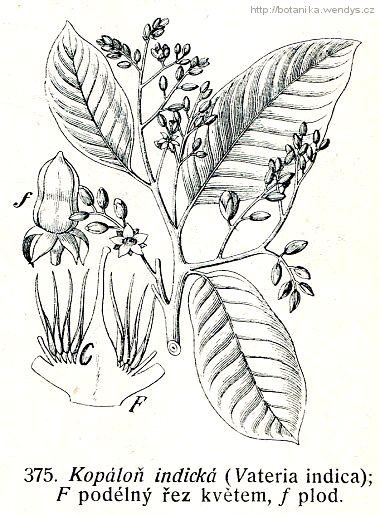 Kopáloň indická - Vateria indica