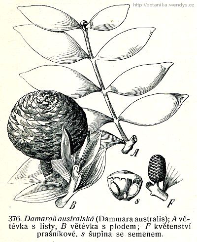 Damaroň jižní - Agathis australis