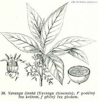 Vavanga čínská - Vangueria madagascariensis