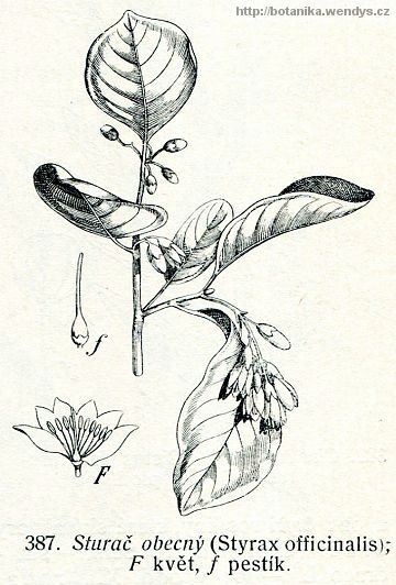 Kadidlovník pravý - Boswellia sacra
