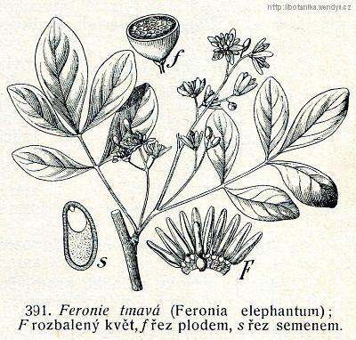 Feronie tmavá - Feronia limonia