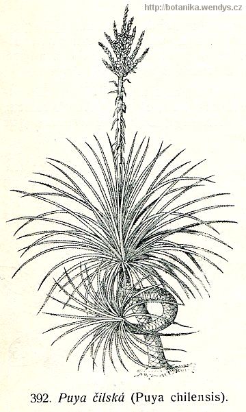 Puya chilská - Puya chilensis