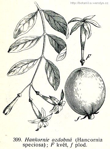 Hankornie ozdobná - Hancornia speciosa