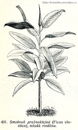 Fíkovník pryžodárný - Ficus elastica