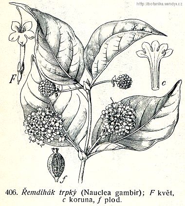 Řemdihák trpký - Nauclea latifolia