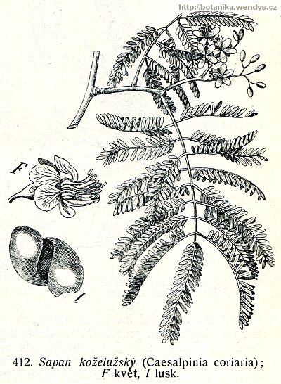 Sapan koželužský - Caesalpinia coriaria