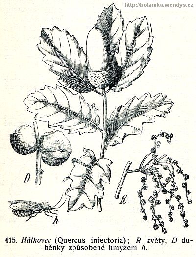 Dub hálkový - Quercus infectoria