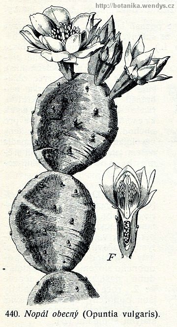 Opuncie mexická - Opuntia ficus-indica