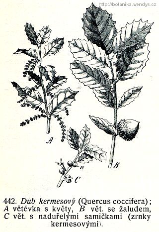 Dub kermesový - Quercus coccifera
